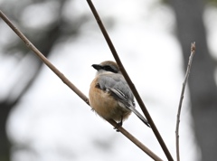 初めての野鳥撮影