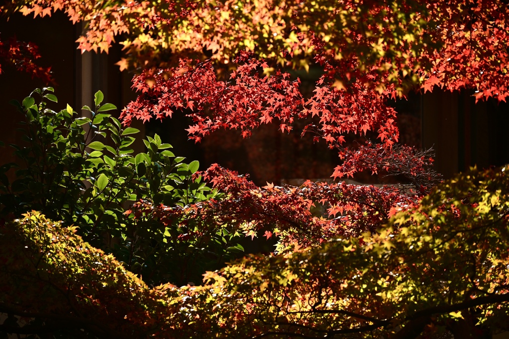 紅葉日和