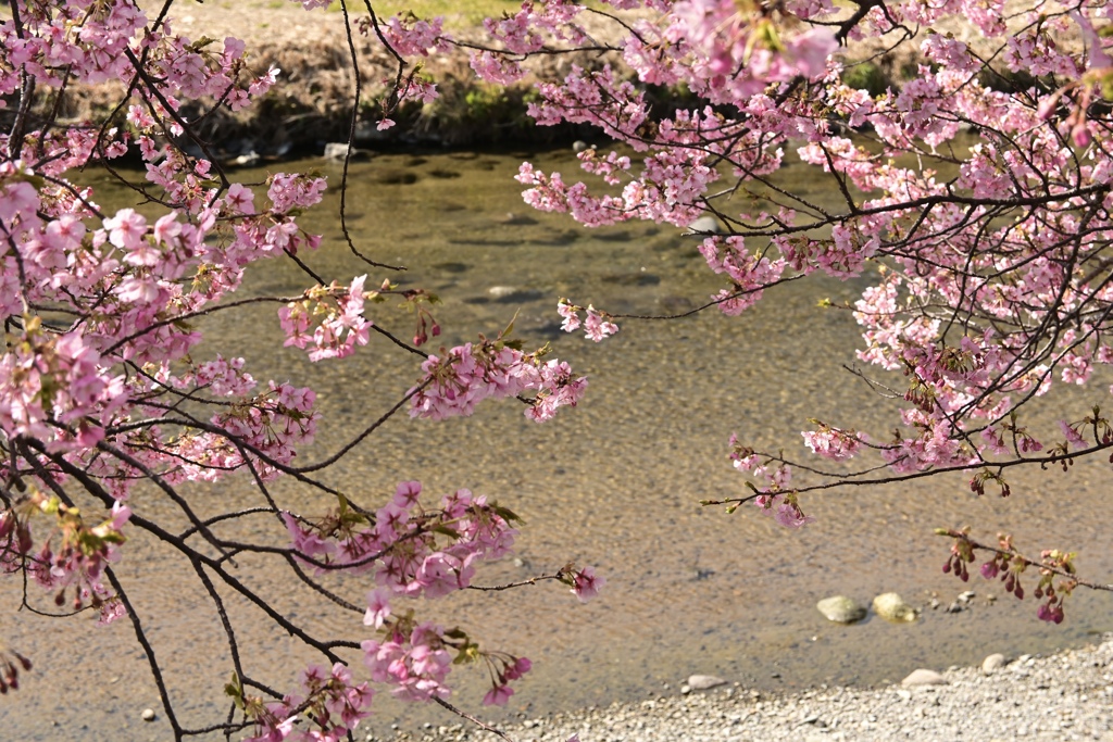 河津桜