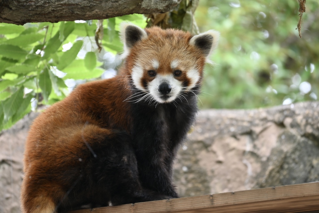 あの子のレッサーパンダ