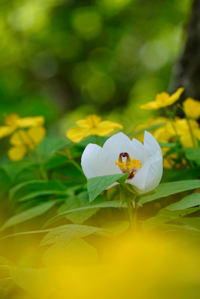 ヤマシャクヤク_赤城自然園