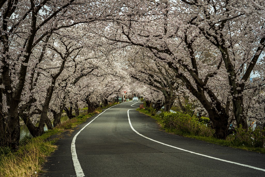 早朝の桜トンネル