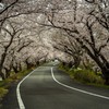 早朝の桜トンネル