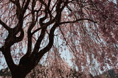 立派な枝垂桜