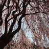 立派な枝垂桜
