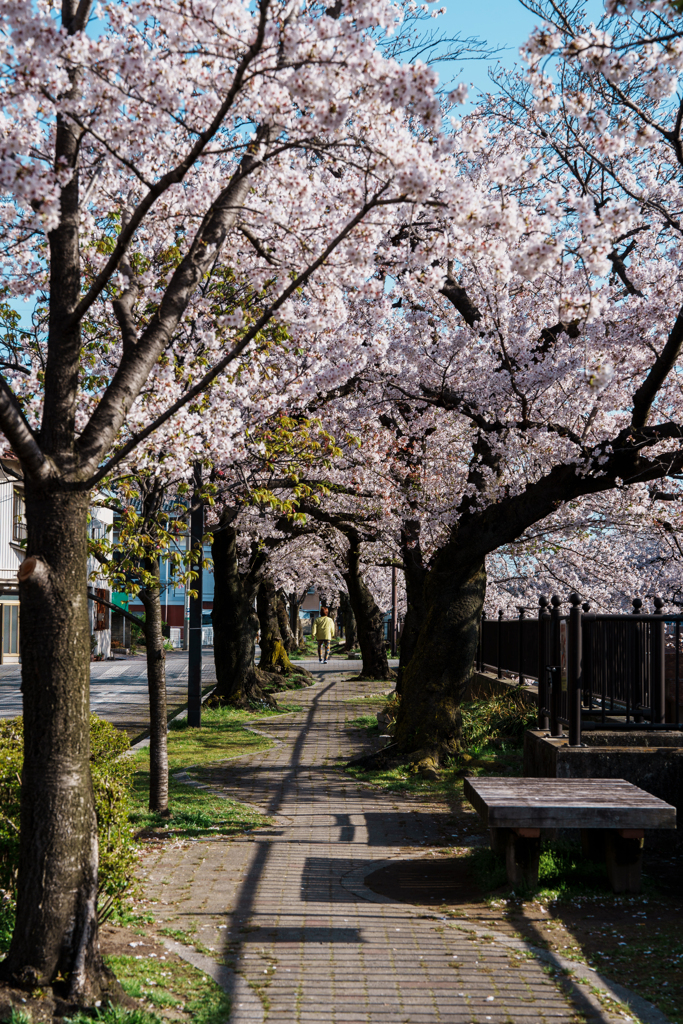 大江川桜並木