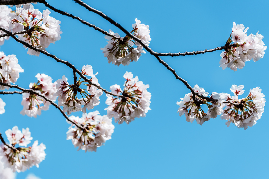 ぼんぼり桜