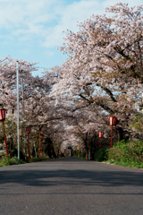 墨俣桜トンネル