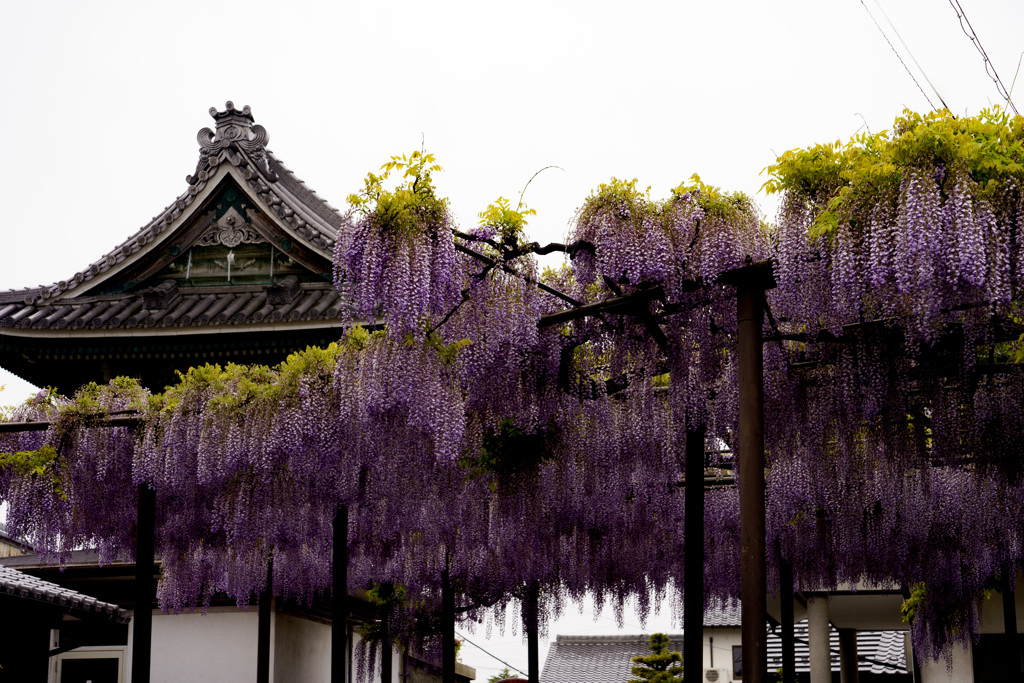 お寺の藤の花