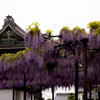 お寺の藤の花