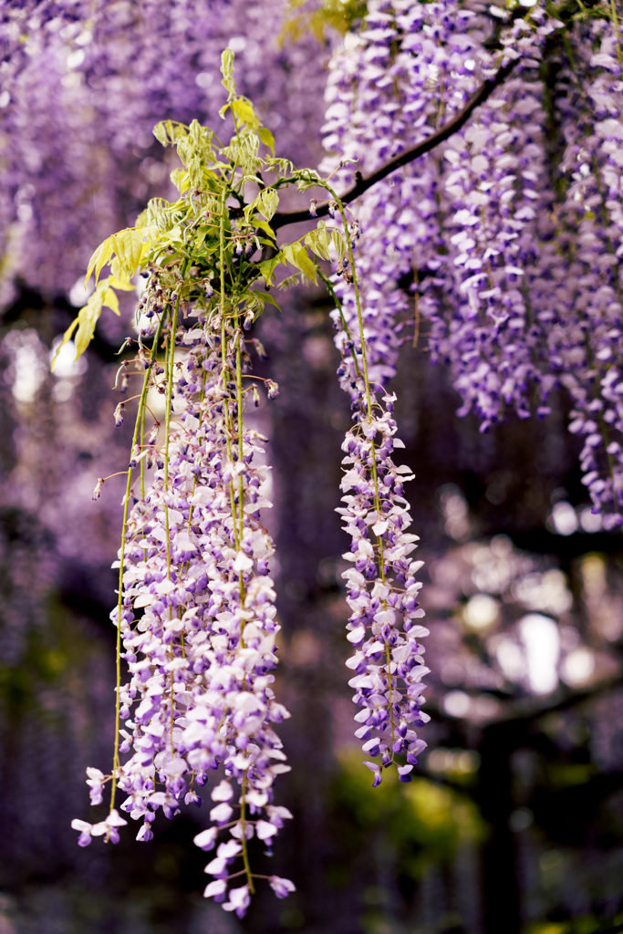 滴る藤の花