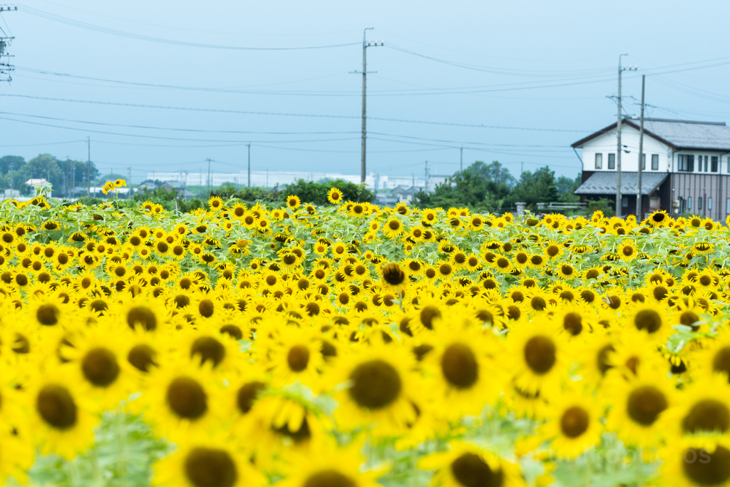 住宅街の向日葵