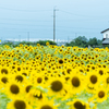 住宅街の向日葵