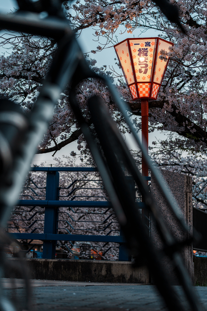 大江川桜まつり