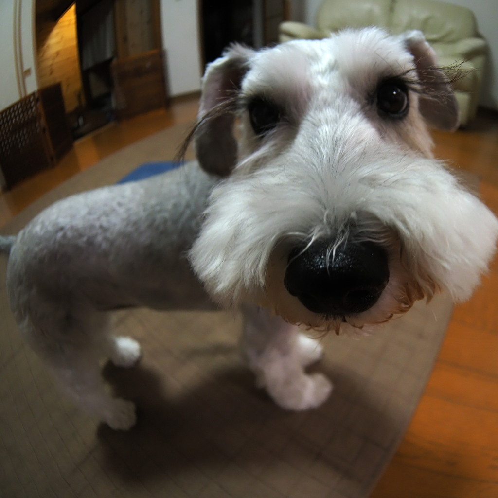 呼んだ？