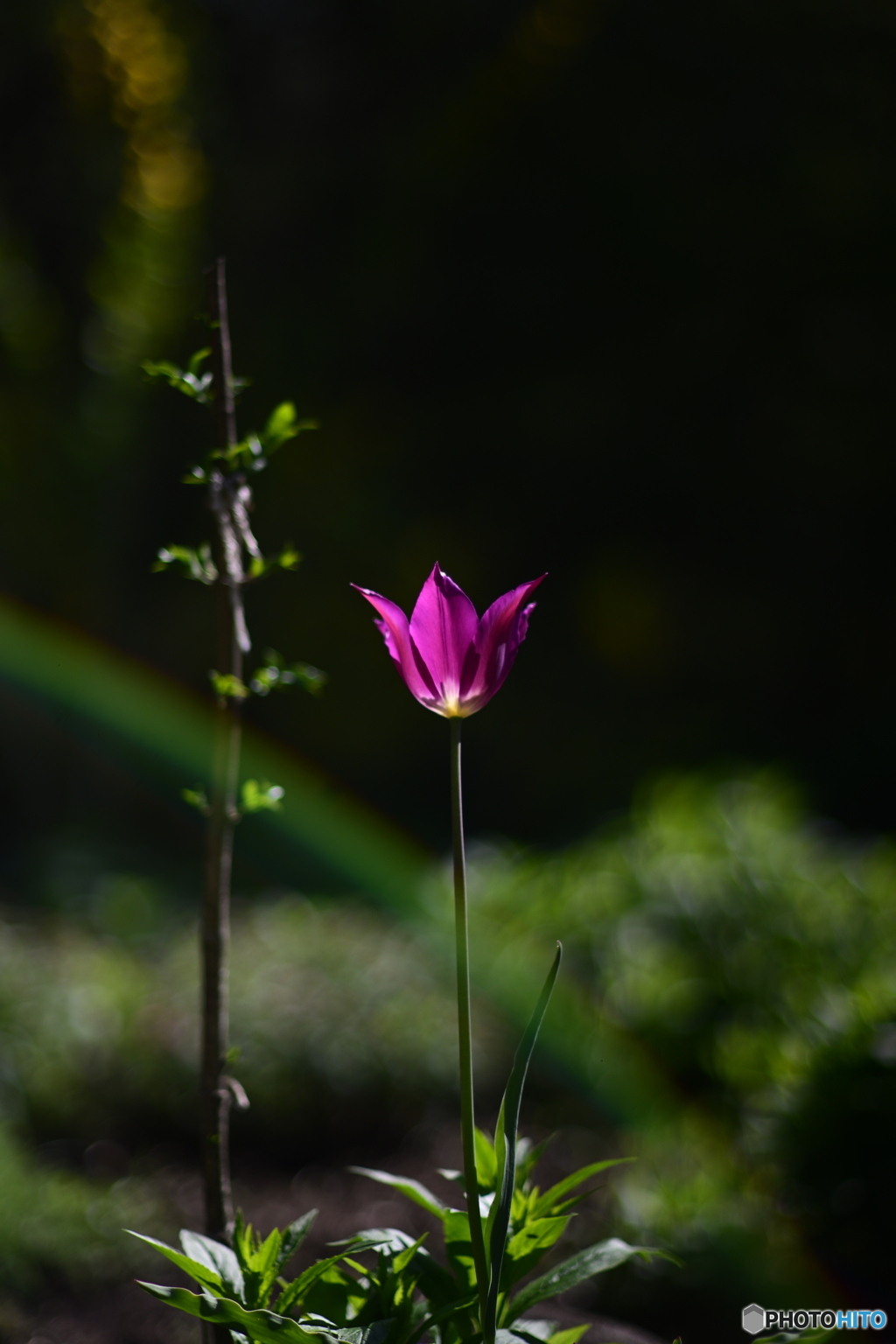 虹