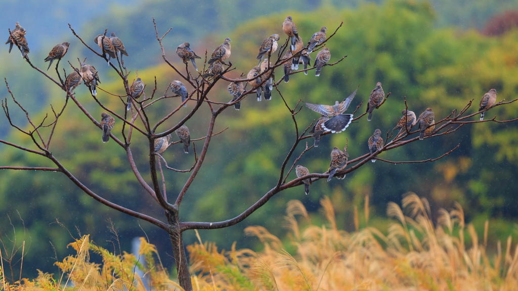 新種！ハトのなる樹