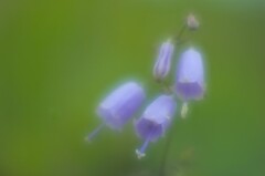 カルスト通信_山野草_3