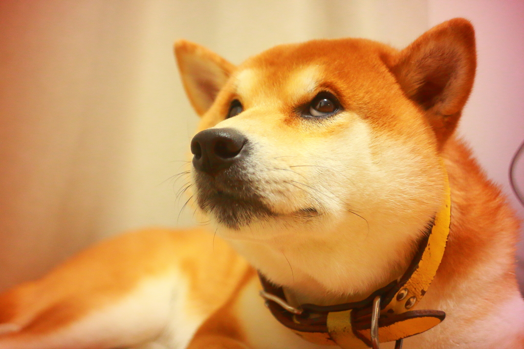 口ほどに物言う瞳