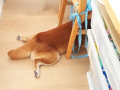 散歩拒否発動
