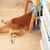 散歩拒否発動