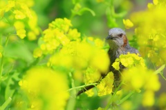 花泥棒