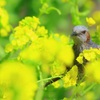 花泥棒