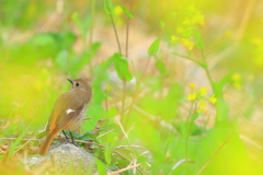春なのに