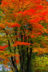 魅了虜錦織美極