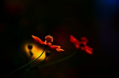 月夜秋桜