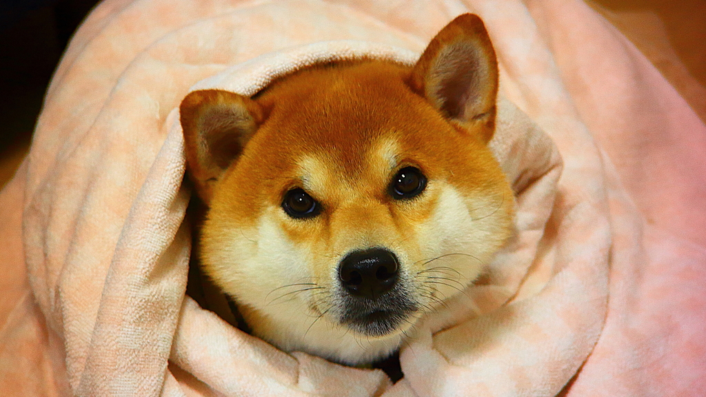 幼顔