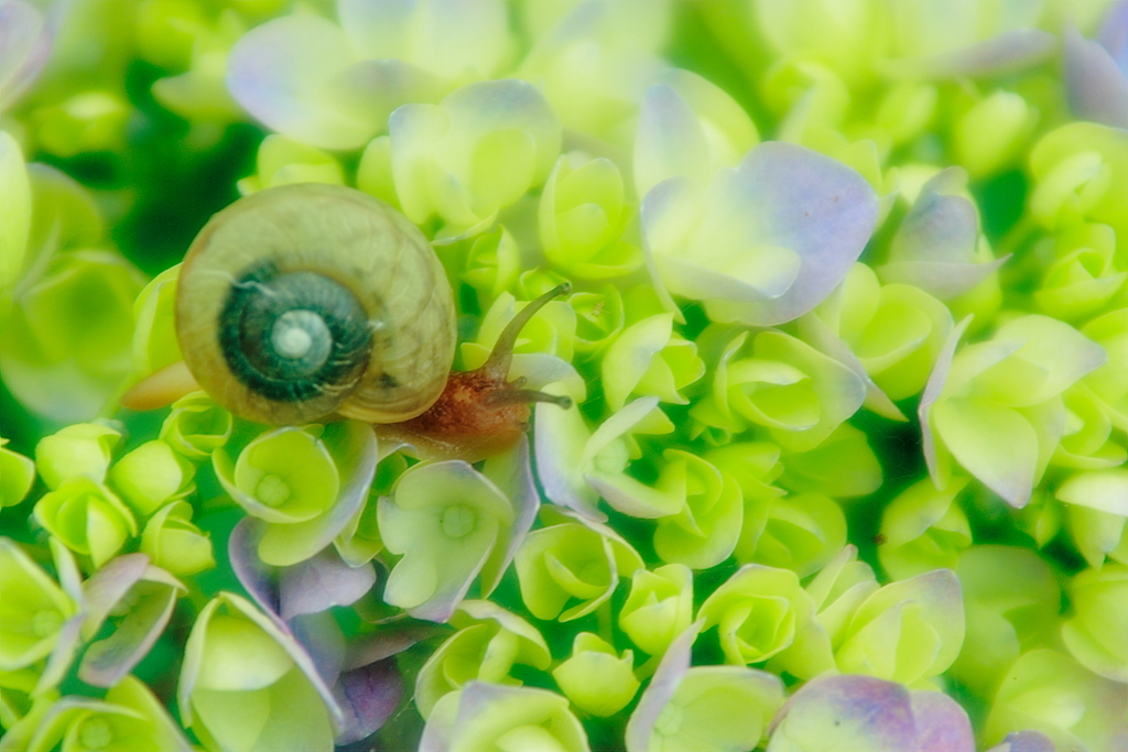 【閲覧注意！遅いかな】紫陽花と生き物_3