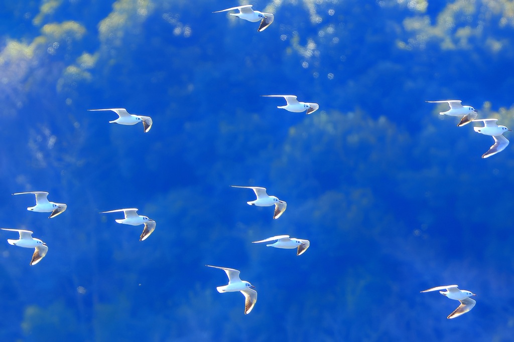 空を泳ぐ