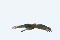 アイハント成功！