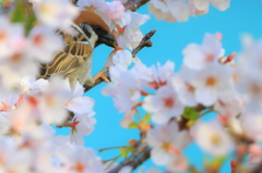 盗蜜