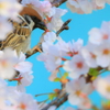 盗蜜