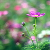 らしい写り