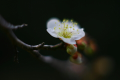 春告草