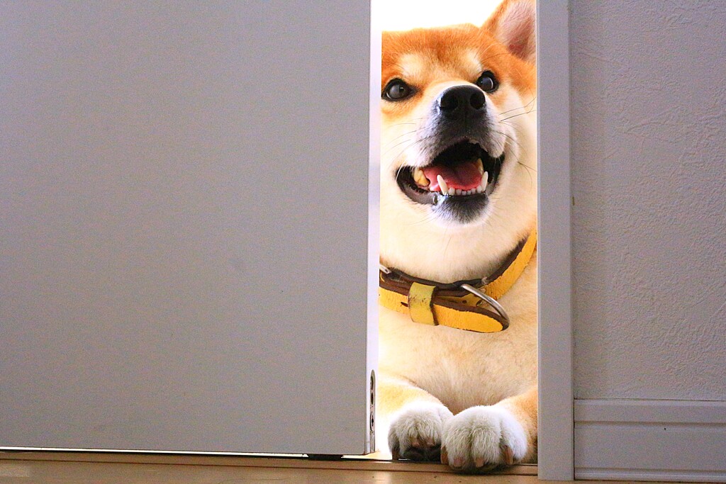 入っても、いい？