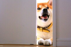入っても、いい？