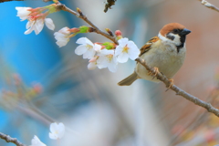 お花見