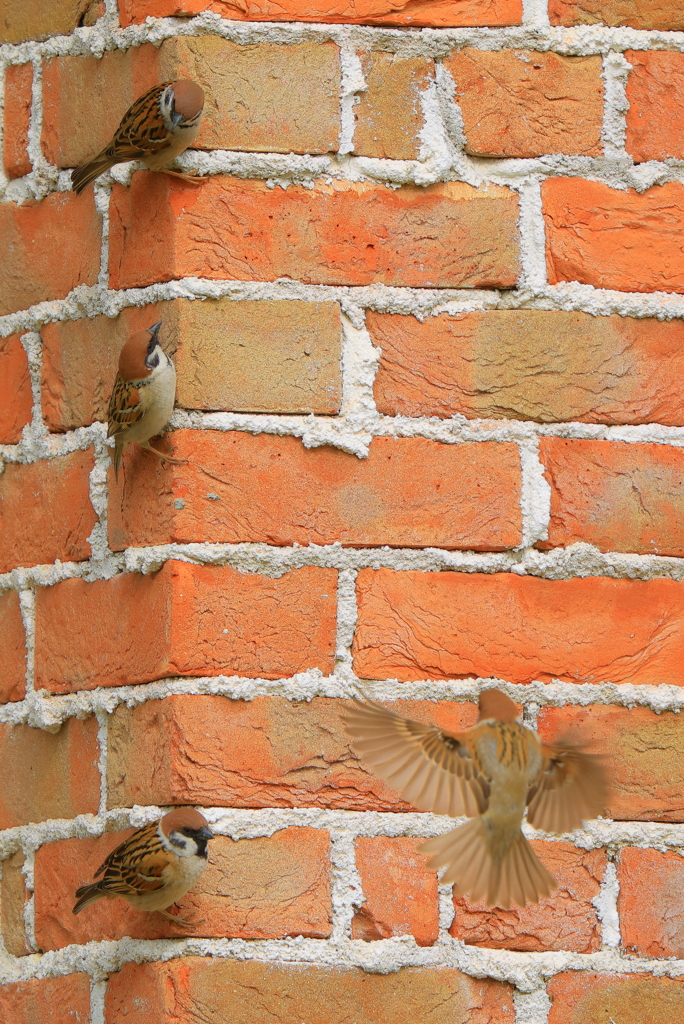 Climb Sparrow