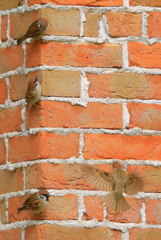 Climb Sparrow