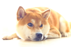 憂鬱な季節