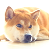 憂鬱な季節