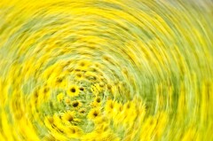 ぐるぐるひまわり