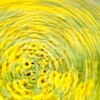 ぐるぐるひまわり