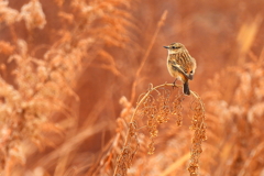 越冬ノビタキ_2