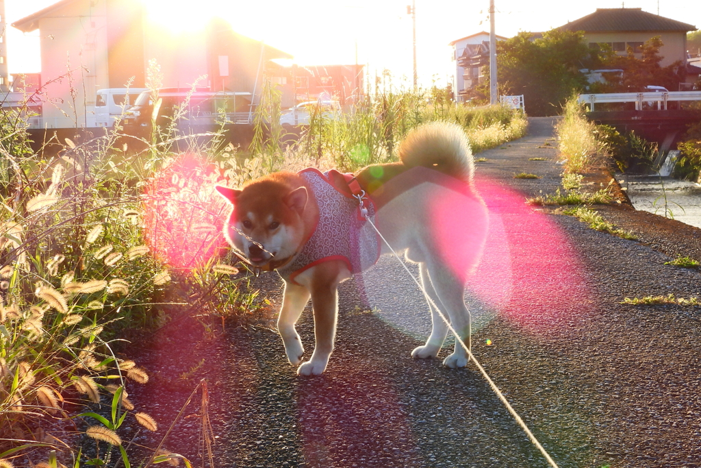 お散歩