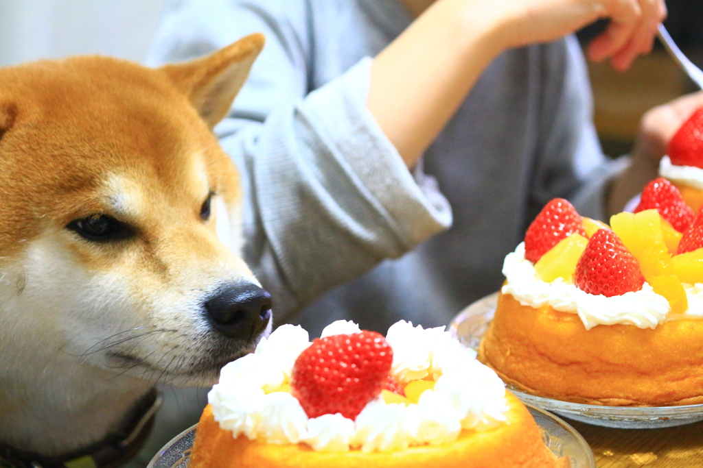 これ何これ何？いい匂いするんだけど！